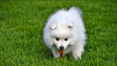 تصویر از خرید سگ اشپیتز ژاپنی