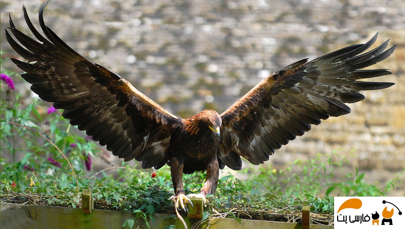عقاب طلایی در حال شکار