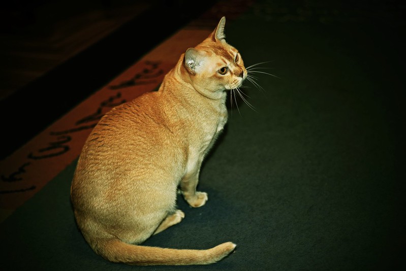گربه برمه ای زیبا