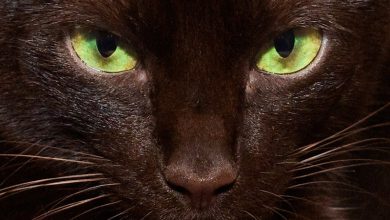تصویر از گربه هاوانای قهوه‌ای