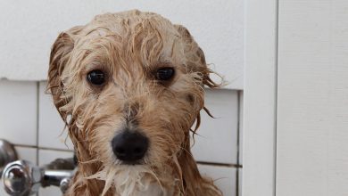 تصویر از حمام کردن سگ ها در خانه