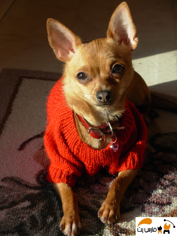 سگ شیواوا در لباس قرمز