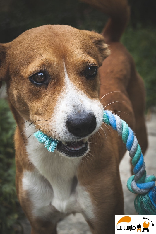 بازی طناب کشی در سگ ها