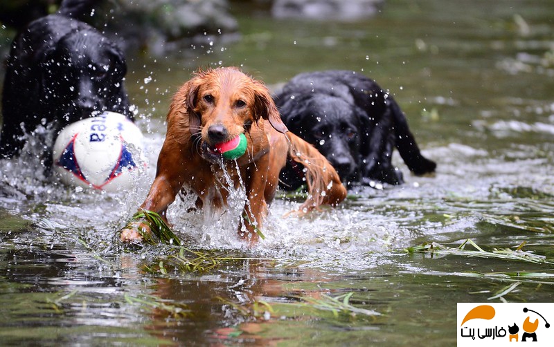 بازی سگ ها در آب