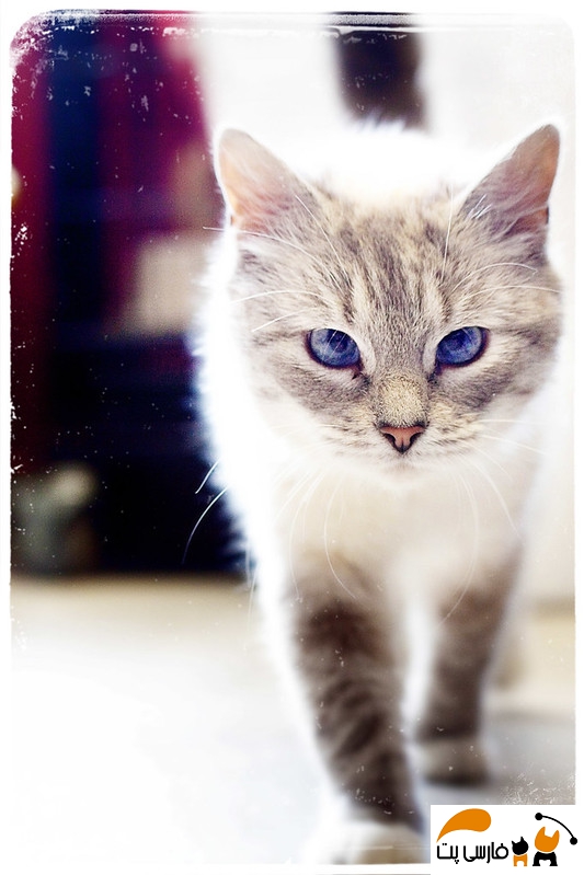 گربه چشم قشنگ