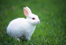 تصویر از طول عمر خرگوش چقدر است؟