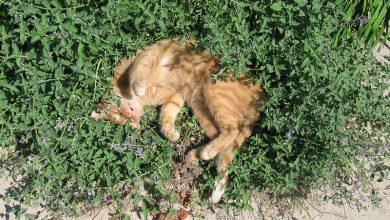 تصویر از سنبل الطیب، گیاه مورد علاقه گربه ها