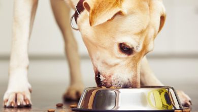 تصویر از مواد غذایی کنسرو شده برای سگ