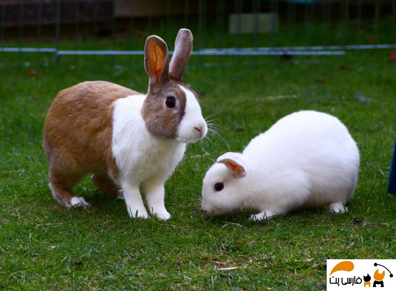 خرگوش های لوپ هلندی