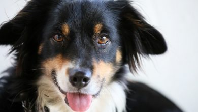 تصویر از نحوه شناسایی و حل مشکلات پوستی در سگ ها