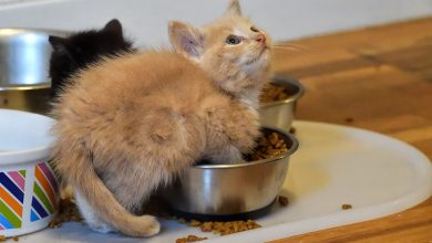 تصویر از بهترین غذا برای گربه ها