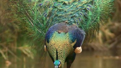 تصویر از پرنده طاووس