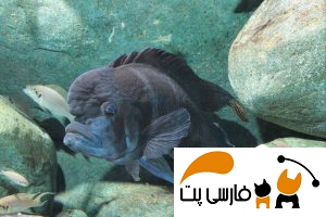 ماهی فرانتوزا خاکستری در آکواریوم