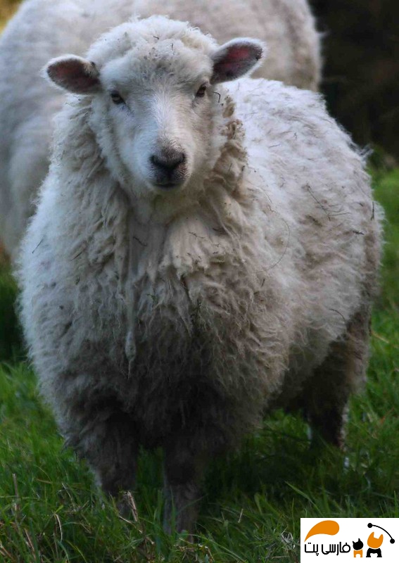 گوسفند نژاد مرینو تنها