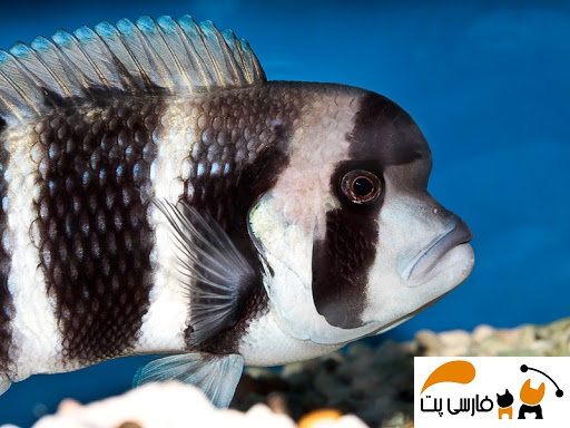 ماهی فرانتوزا سفید سیاه در آکواریوم