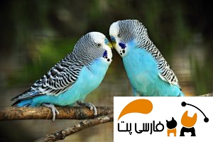 تصویری از دو مرغ عشق آبی رنگ