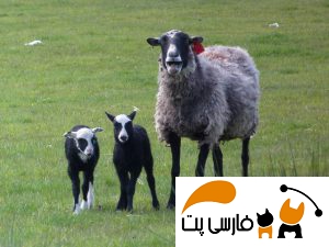 تصویری از گوسفند رمانف و بره هایش