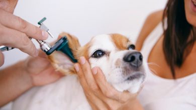 تصویر از تمیز کردن گوش سگ