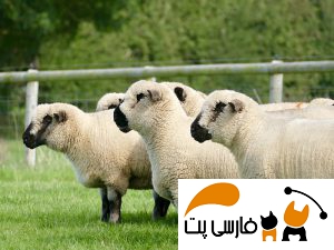 تصویری از گله گوسفند همشایر