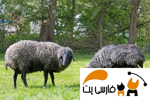 تصویری از دو گوسفند قره گل