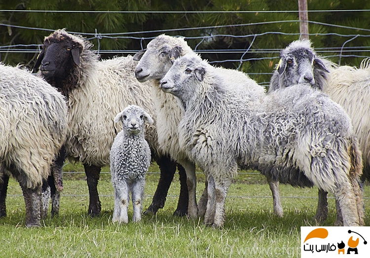 تصویری از چند گوسفند قره گل