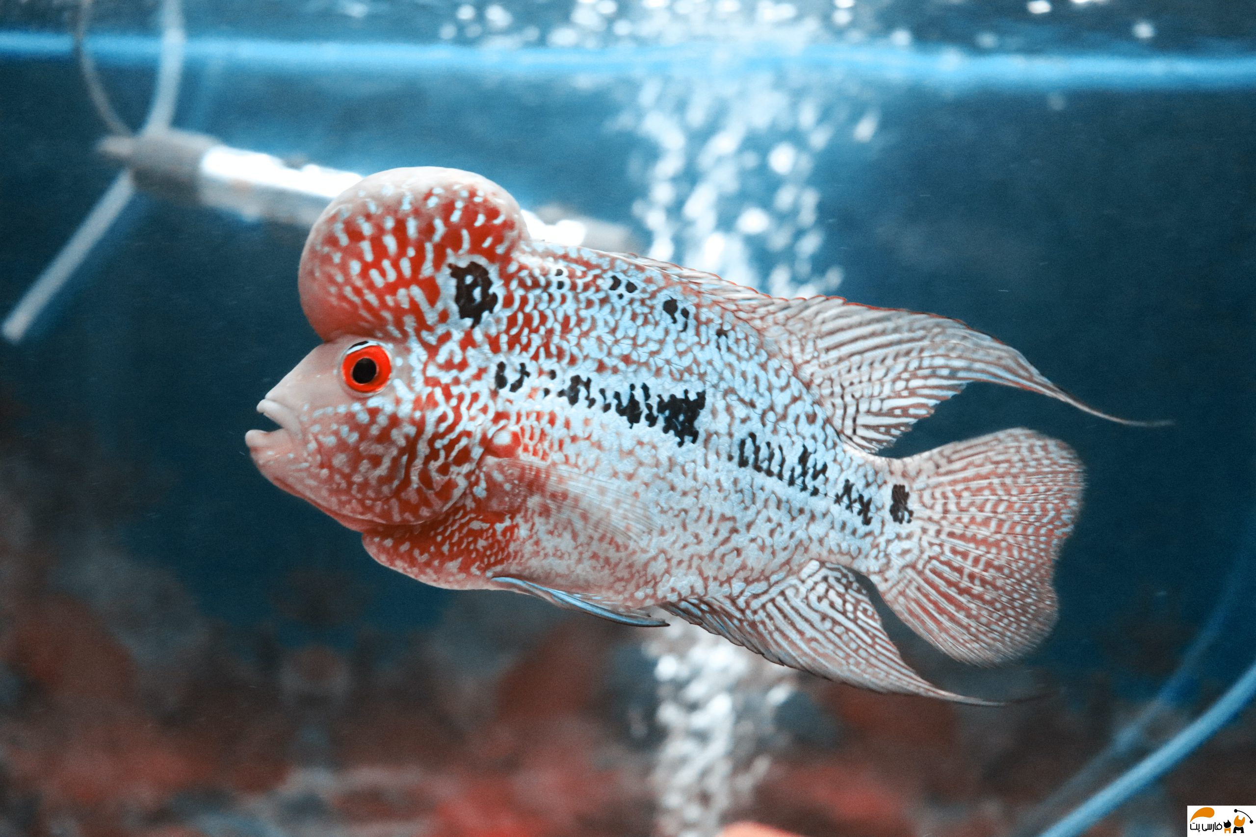 تصویری زیبا از ماهی فلاور هورن