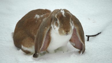 تصویر از نگهداری از خرگوش لوپ