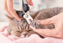تصویر از طریقه کوتاه ‌کردن ناخن گربه‌ها