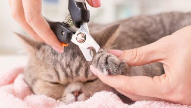تصویر از طریقه کوتاه ‌کردن ناخن گربه‌ها