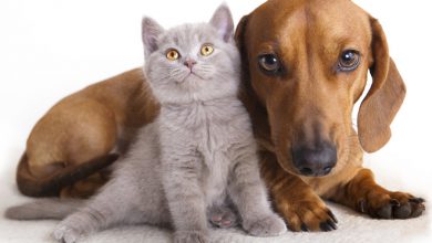 تصویر از محبوبیت سگ و گربه به عنوان حیوان خانگی