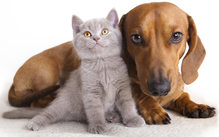 محبوبیت سگ و گربه به عنوان حیوان خانگی