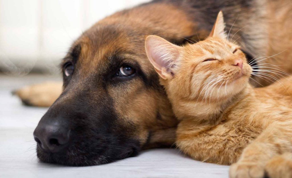 سگ و گربه به عنوان حیوان خانگی