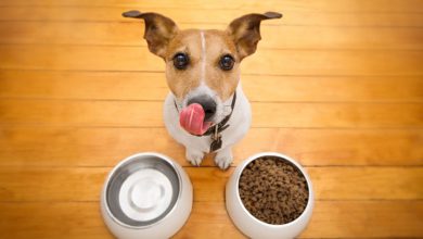 تصویر از غذای خشک سگ بهتر است یا غذای مرطوب؟