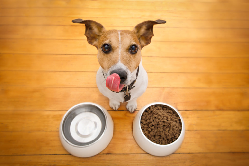 غذای خشک برای سگ ها بهتر است یا کنسرو