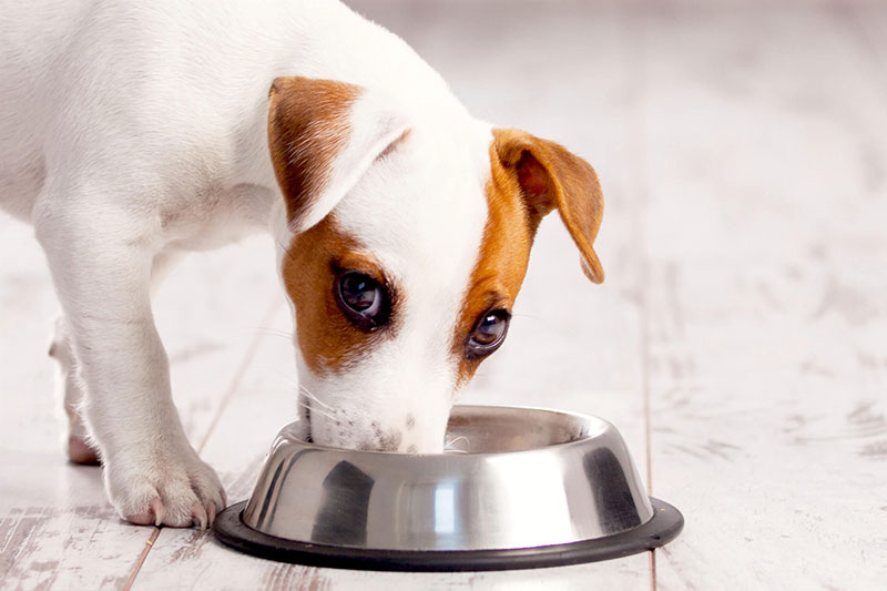 غذای خشک برای سگ ها
