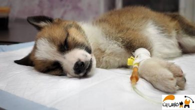 تصویر از بیماری پاروا در سگ