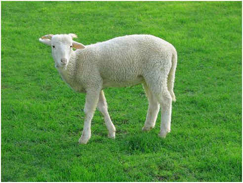 خرید آنلاین گوسفند زنده از دامکالا