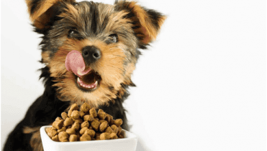 تصویر از راهنمای جامع تغذیه سگ های عروسکی و کوچک