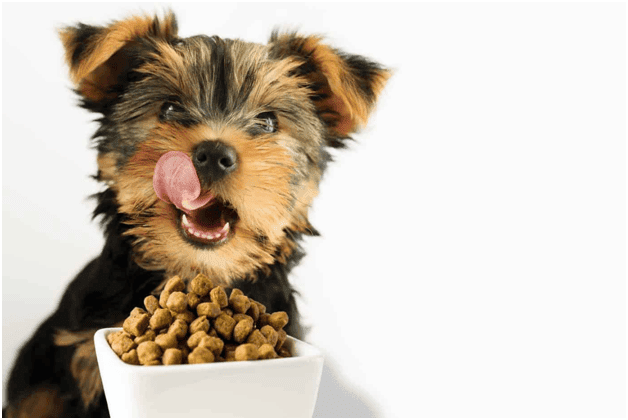 راهنمای جامع تغذیه سگ های عروسکی و کوچک