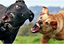 تصویر از درگیری بین سگ‌ ها