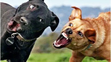 تصویر از درگیری بین سگ‌ ها