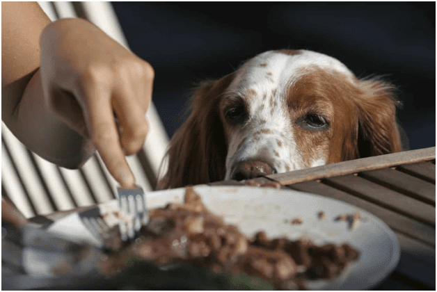 التماس غذای سگ
