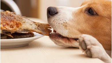 تصویر از غذا دزدی سگ و التماس غذای سگ چیست؟