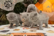 تصویر از خرید گربه در کرج